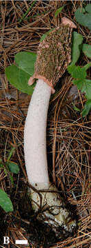 Image of Phallus calongei G. Moreno & Khalid 2009