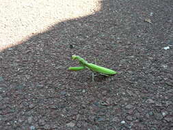 Image of Mantis