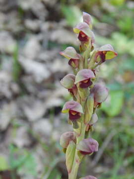 Image of Steveniella satyrioides (Spreng.) Schltr.