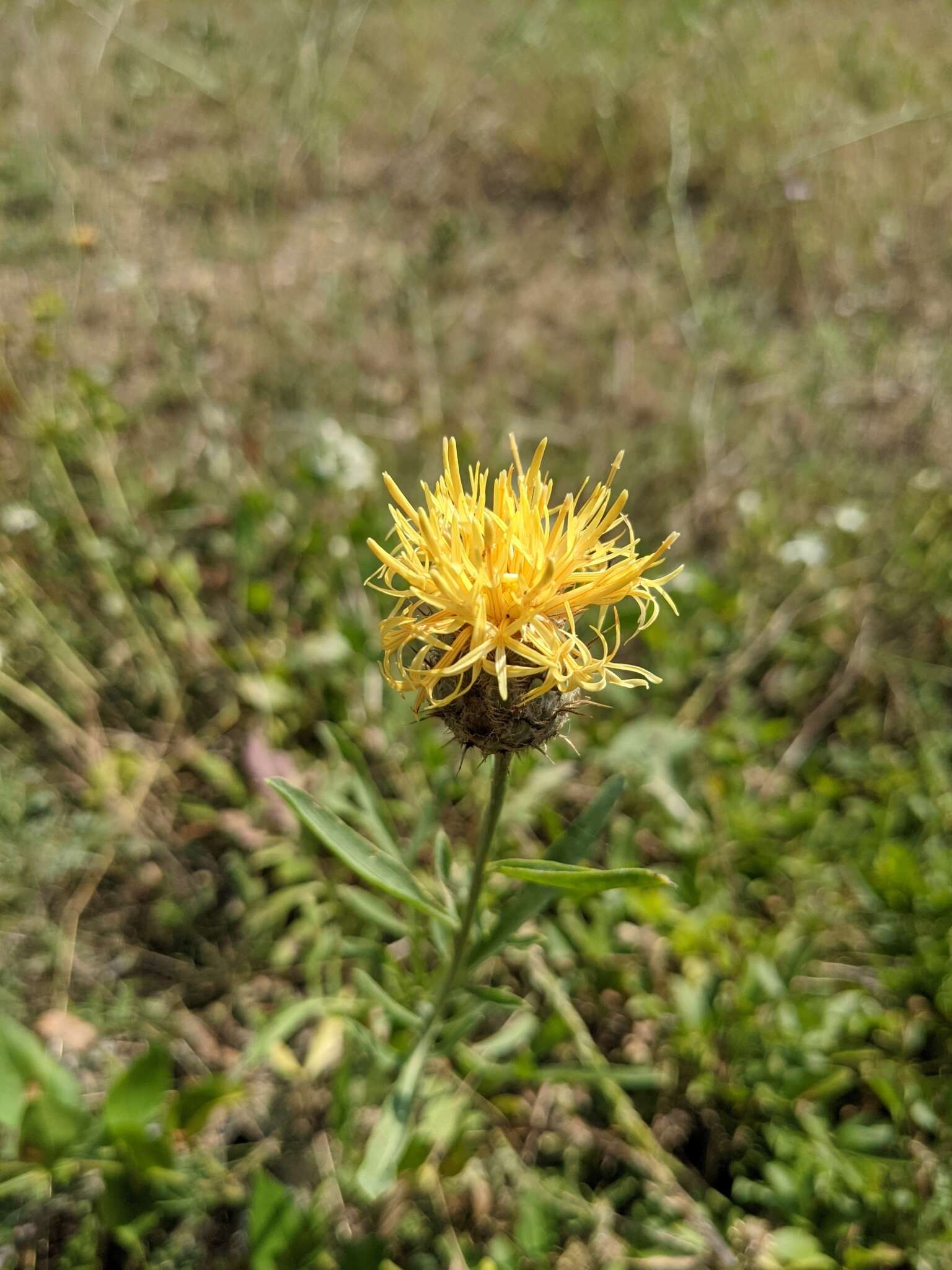 Image of Centaurea collina L.