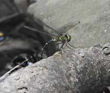 Image of Green-striped Darner