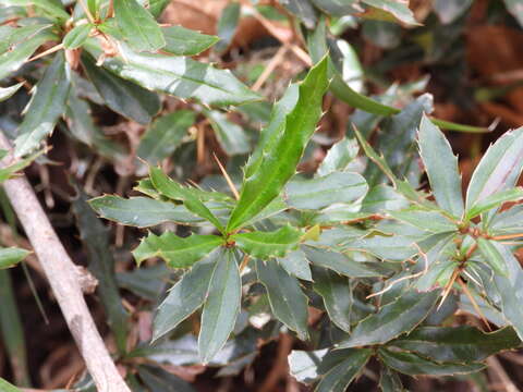 Image of Berberis kawakamii Hayata