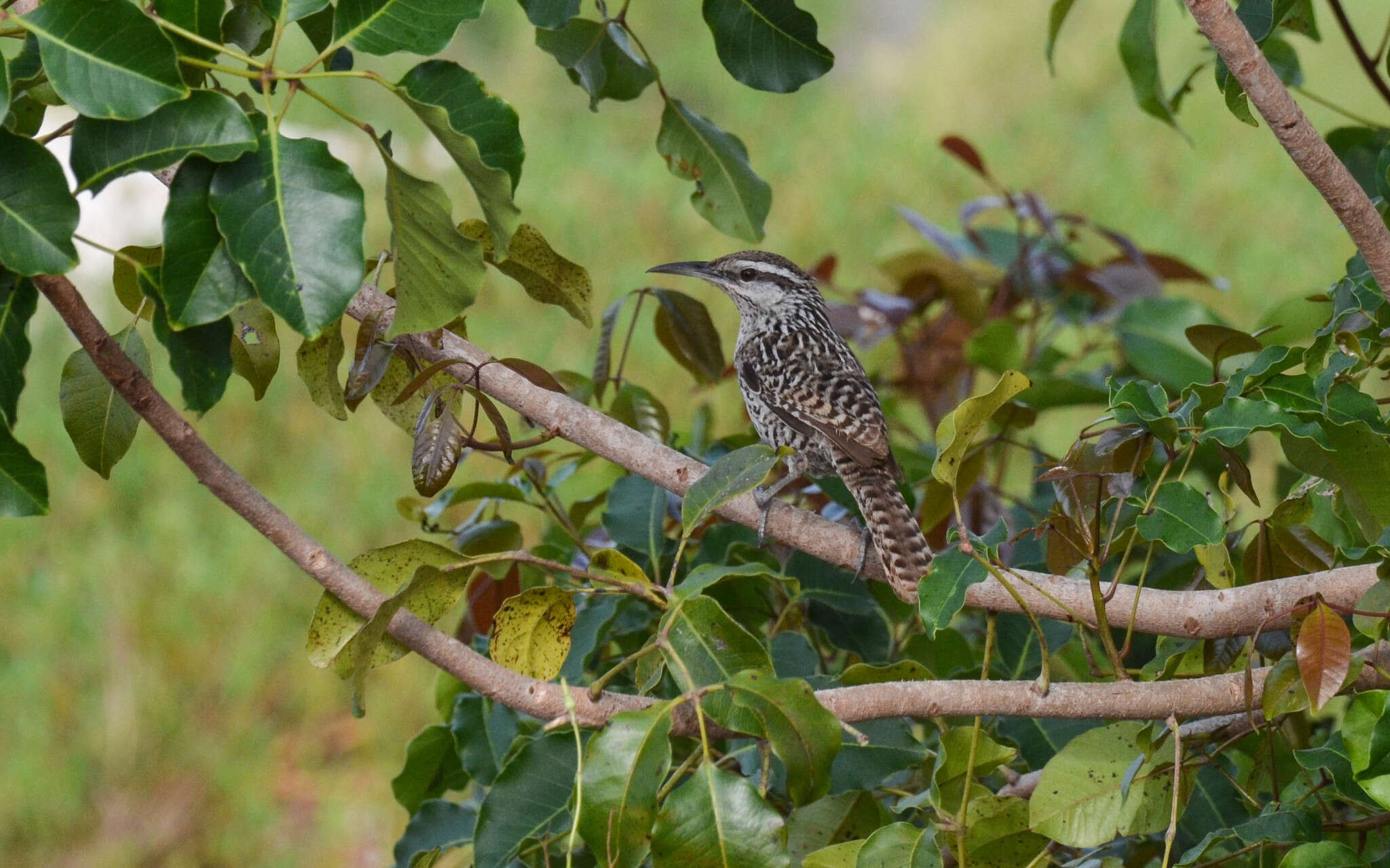 Image of Yucatan Wren