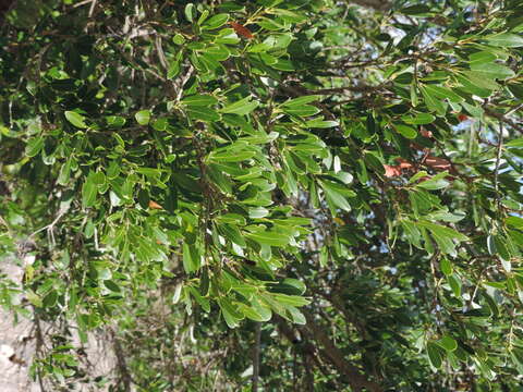 Image de Phillyrea latifolia L.