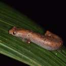 Image of Bolitoglossa peruviana (Boulenger 1883)