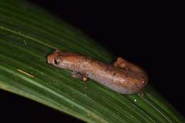 Image of Bolitoglossa peruviana (Boulenger 1883)