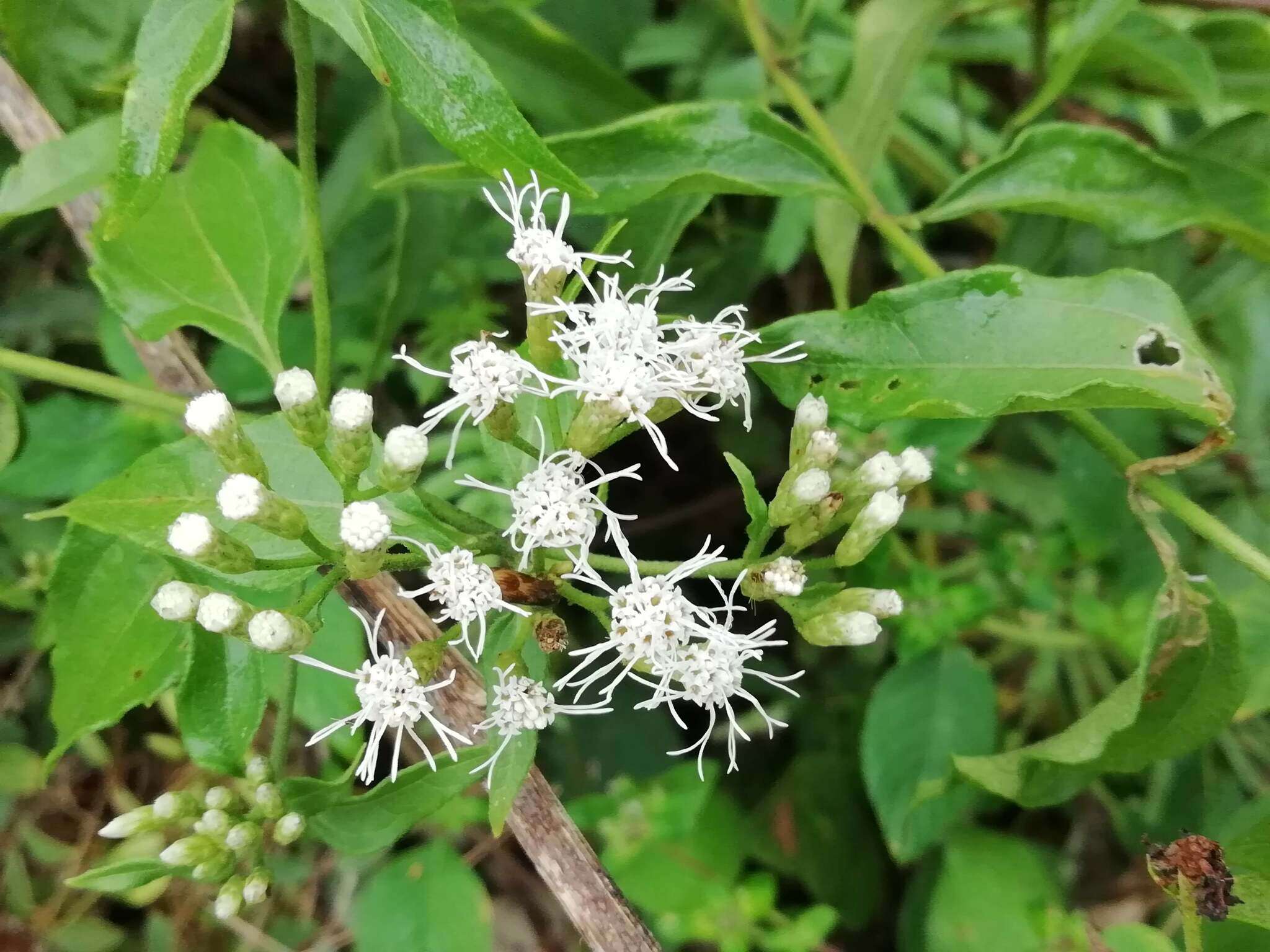 Sivun Chromolaena collina (DC.) R. King & H. Rob. kuva