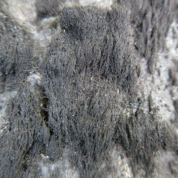 Image of Waterside rockshag lichen