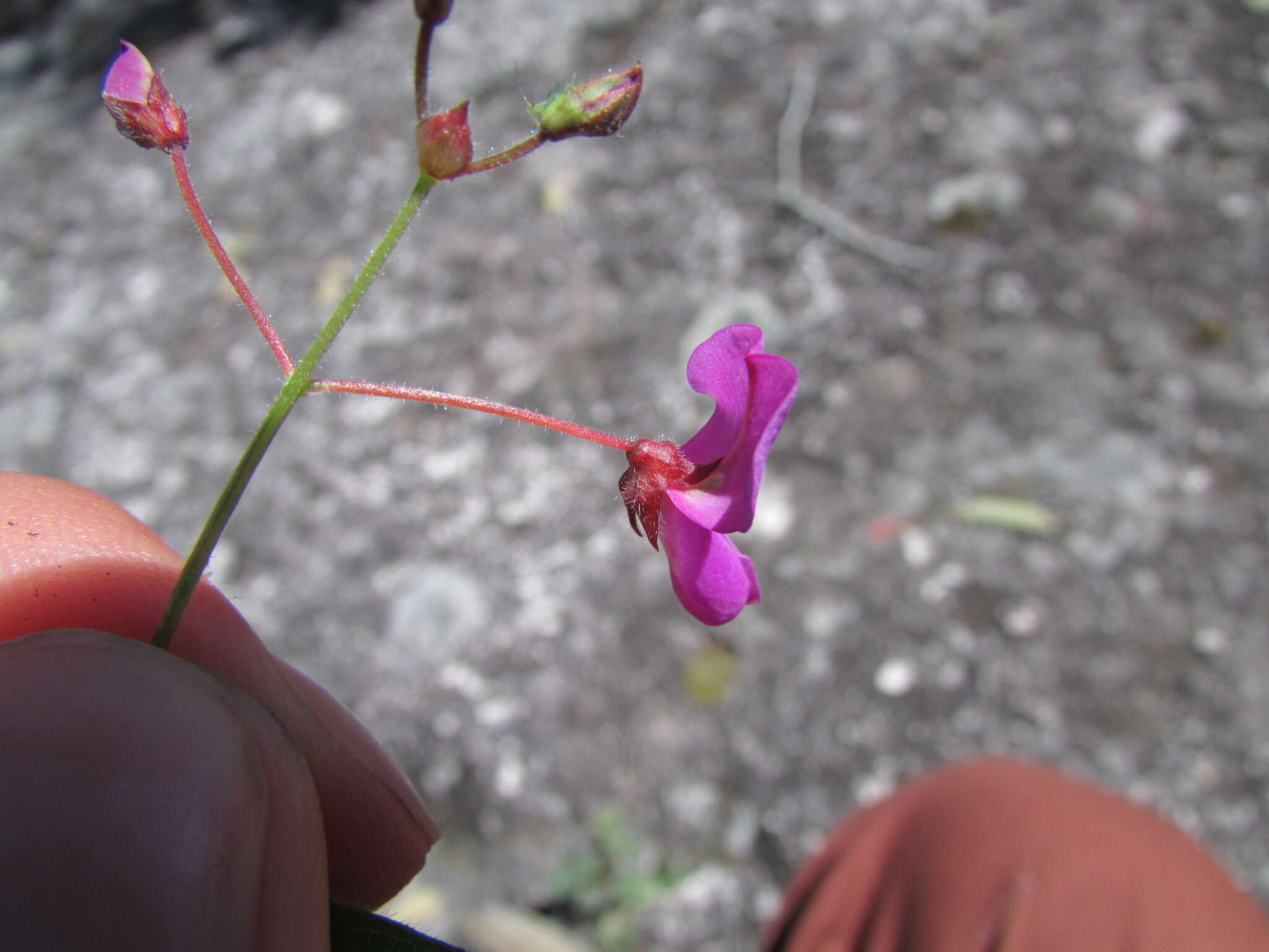 Image of Graham's ticktrefoil