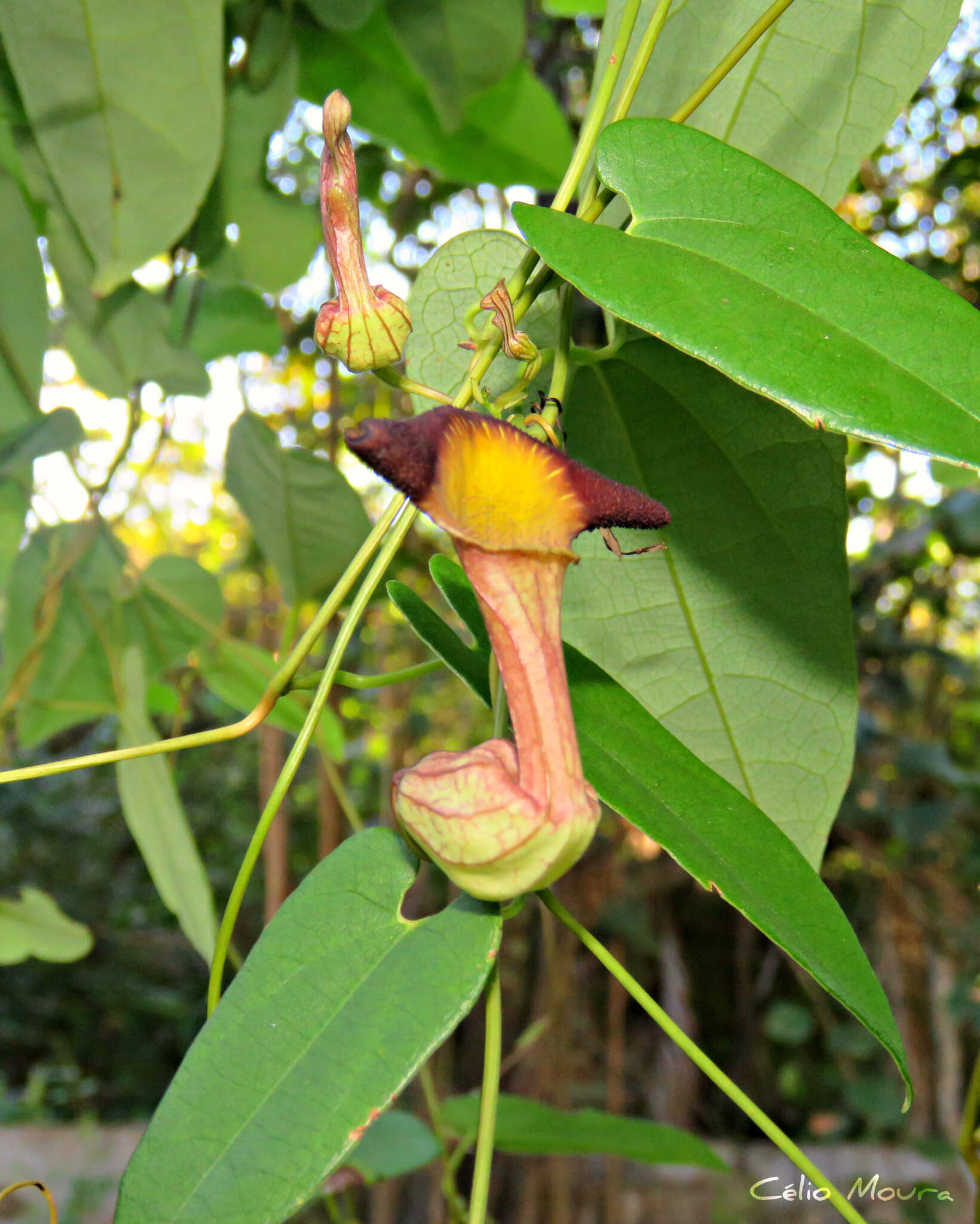 Image of Aristolochia birostris Duch.