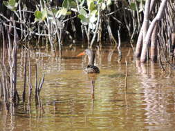 Image of Rallus crepitans pallidus Nelson 1905