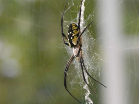 Image of Black-and-Yellow Argiope