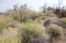 Image of Shrubby Alkali Desert Tansy-Aster