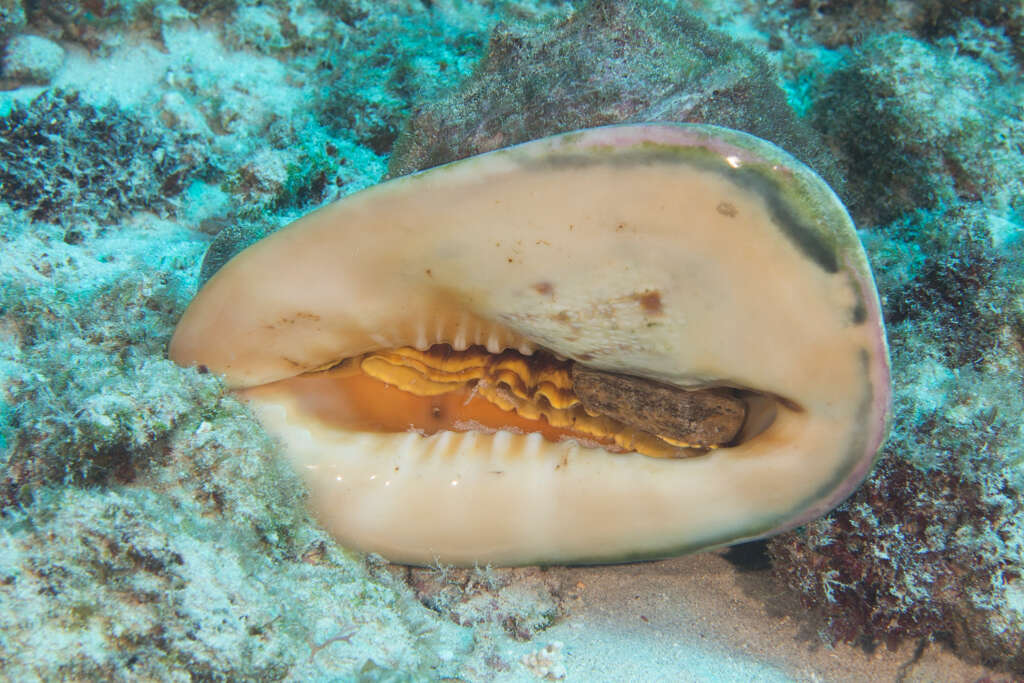 Image of Horned Helmet