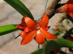 Image of Ceratostylis