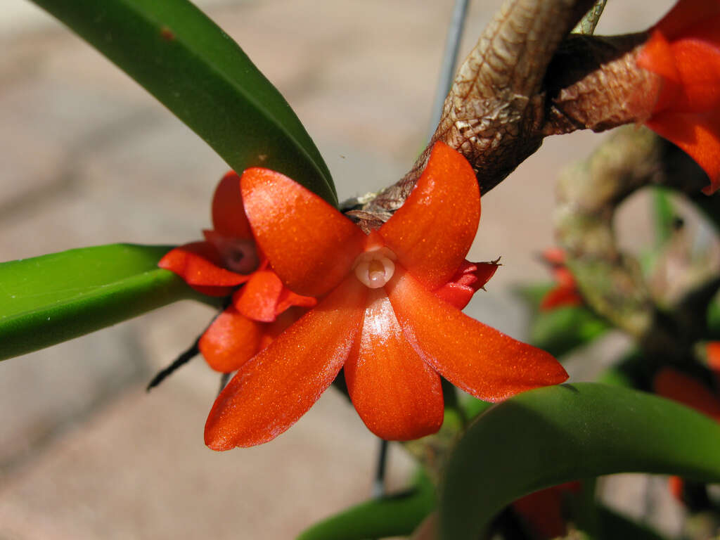 Image of Ceratostylis