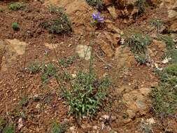 Imagem de Campanula lingulata Waldst. & Kit.