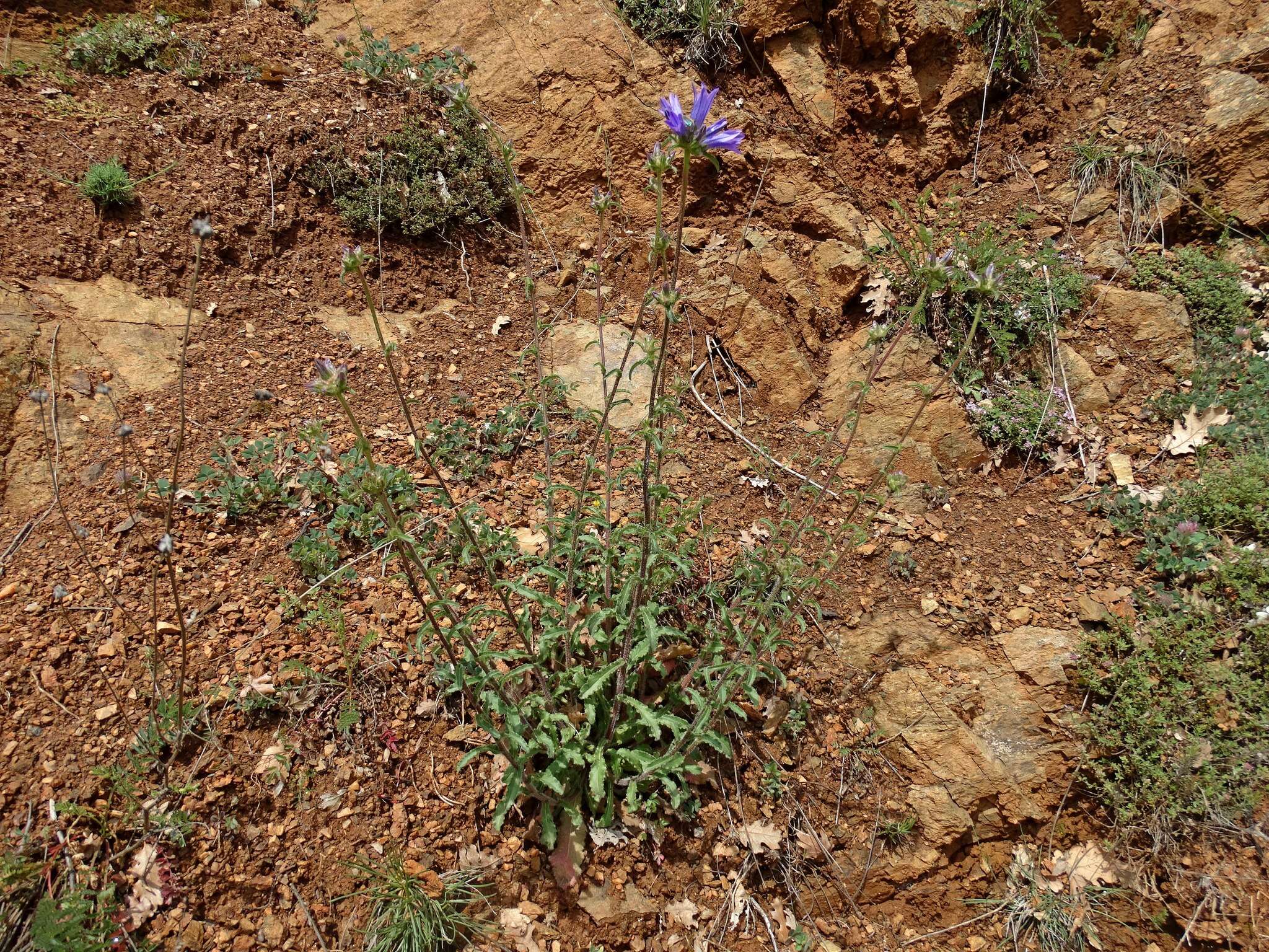 Imagem de Campanula lingulata Waldst. & Kit.