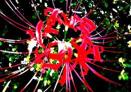 Image of red spider lily