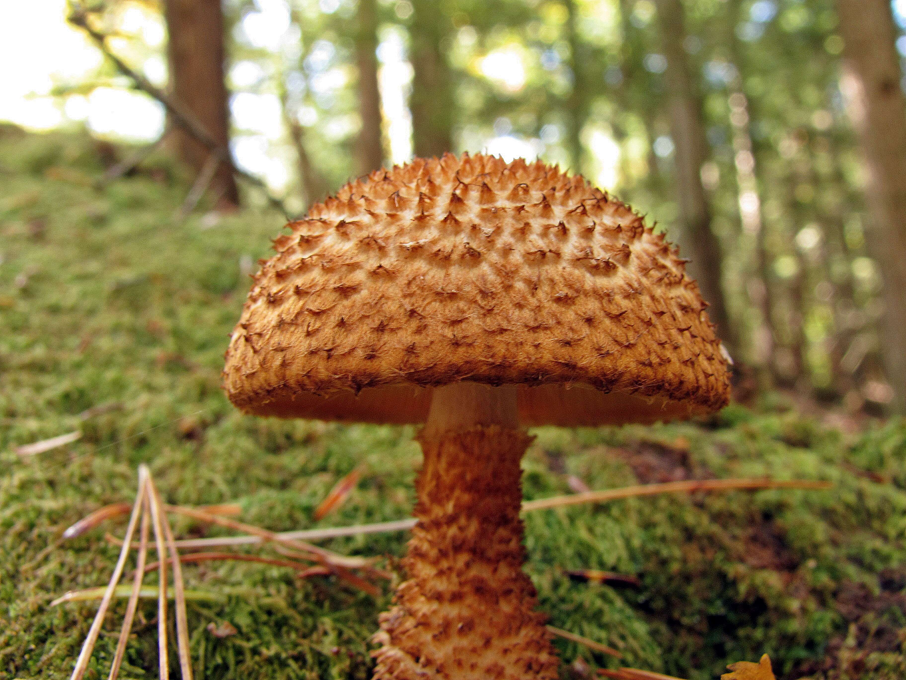 Image of Leucopholiota