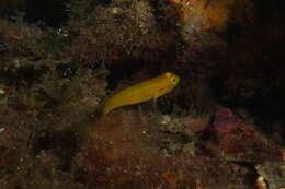 Sarı kayabalığı resmi