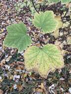 Image of Ribes spicatum subsp. hispidulum (Jancz.) L. Hämet-Ahti