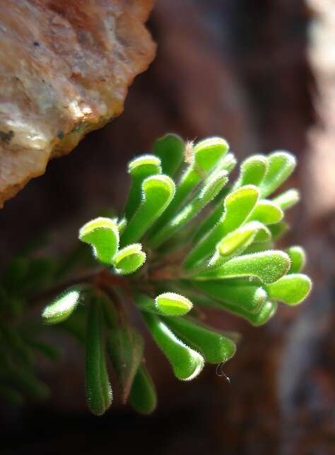 Image of Oxalis crocea Salter