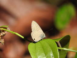 Image of Nacaduba subperusia (Snellen 1896)