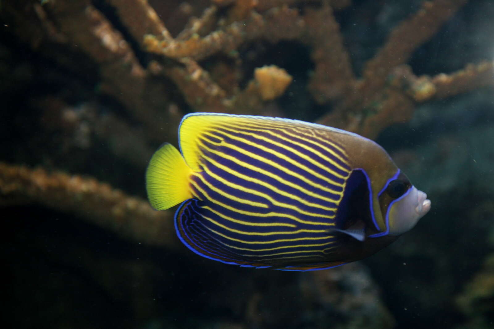 Image of Angelfish