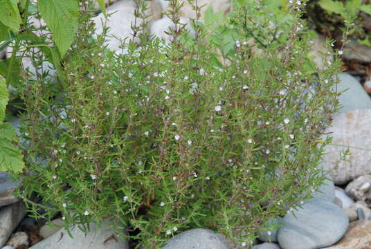 Image of summer savory