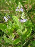 Image of Health Speedwell