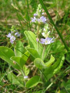 Image of Health Speedwell