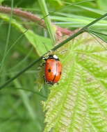 Adalia bipunctata (Linnaeus 1758) resmi