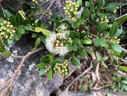 Image of Syzygium buxifolium Hook. & Arn.