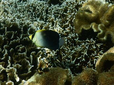 Image of Greytail angelfish