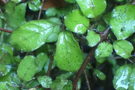 Image of Coprosma rubra Petrie