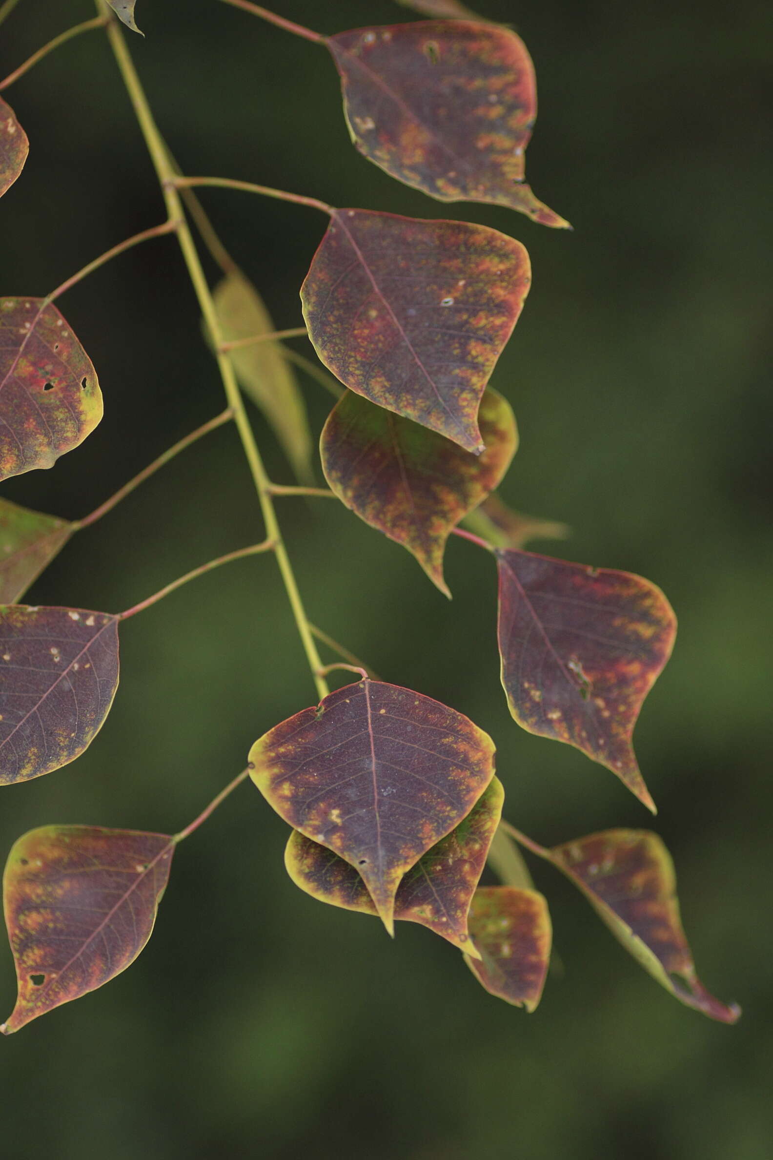 Image of Chinese tallow