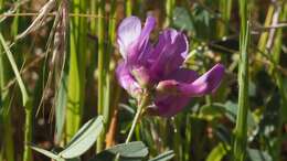 Image of American vetch