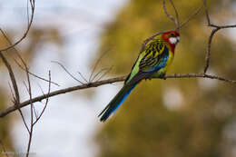 Image of Eastern Rosella