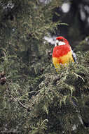 Image of Eastern Rosella