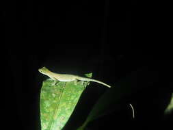 Image of Brown-eared anole