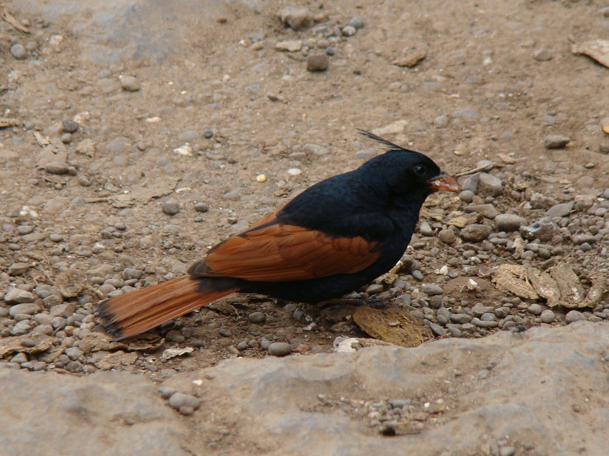 Plancia ëd Emberiza lathami Gray & JE 1831