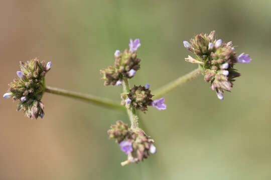 Image of purpletop vervain