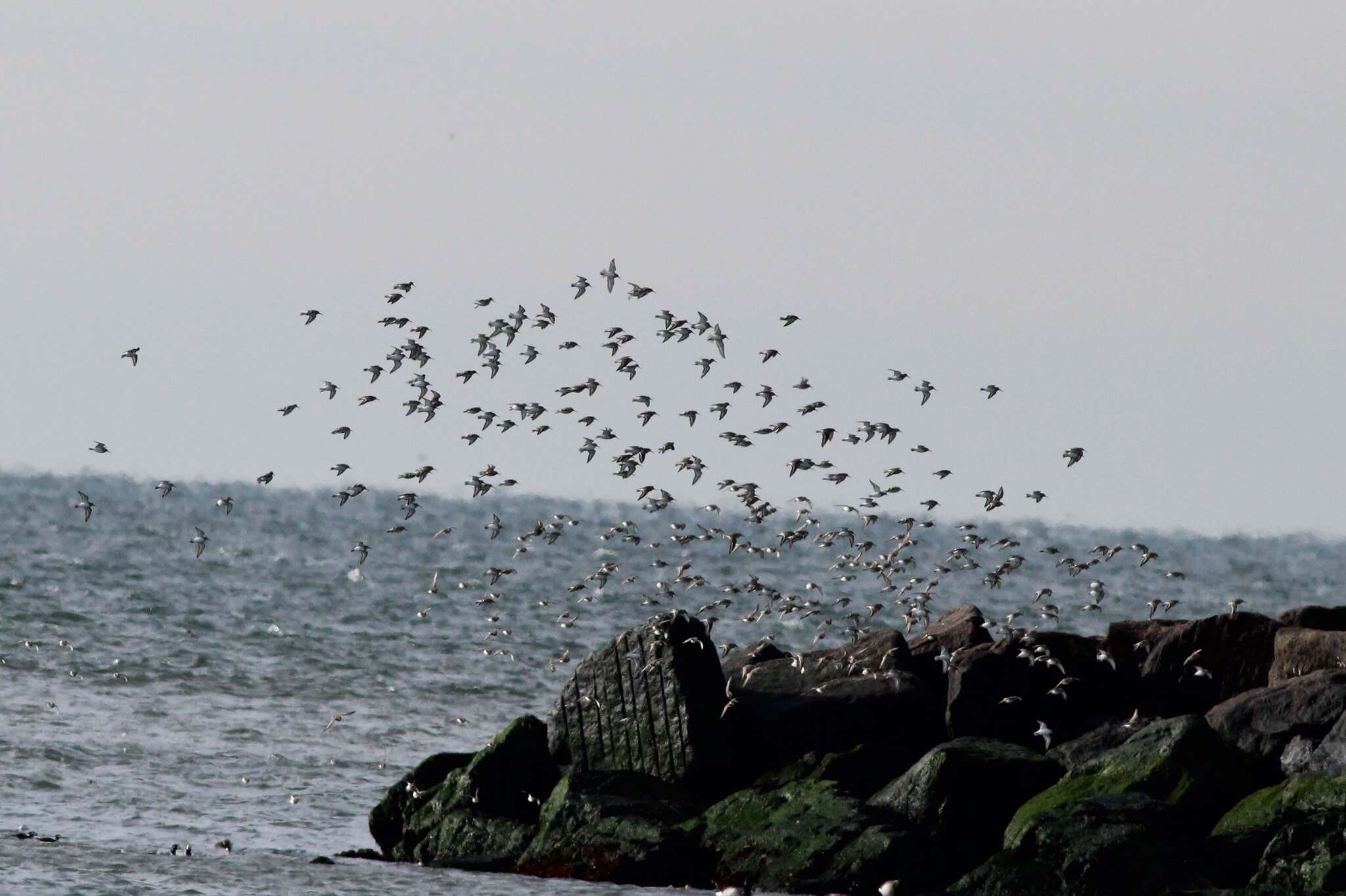 Image of Calidris alpina hudsonia (Todd 1953)