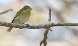 Image of Rough-legged Tyrannulet