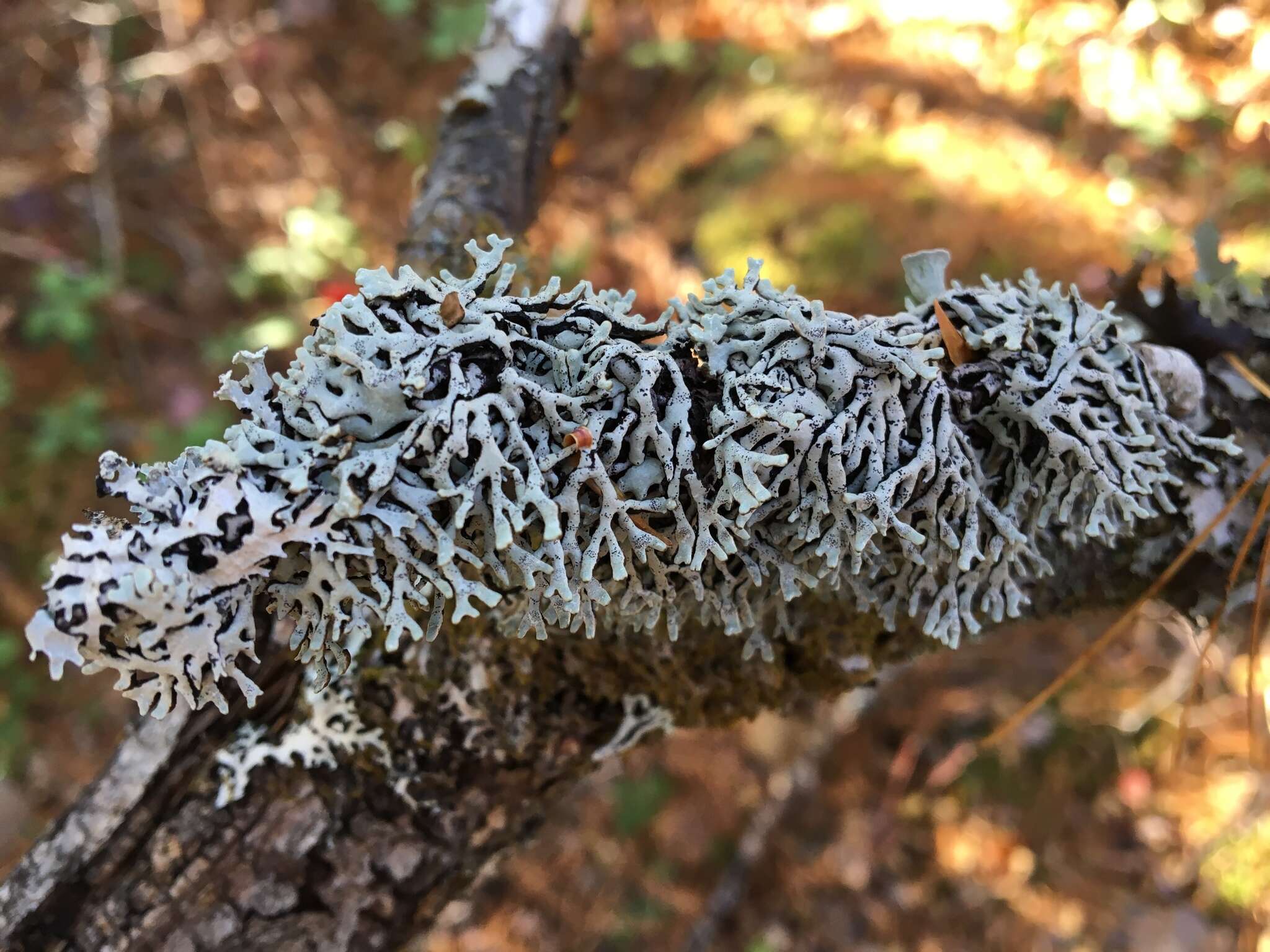 Image of Freckled tube lichen