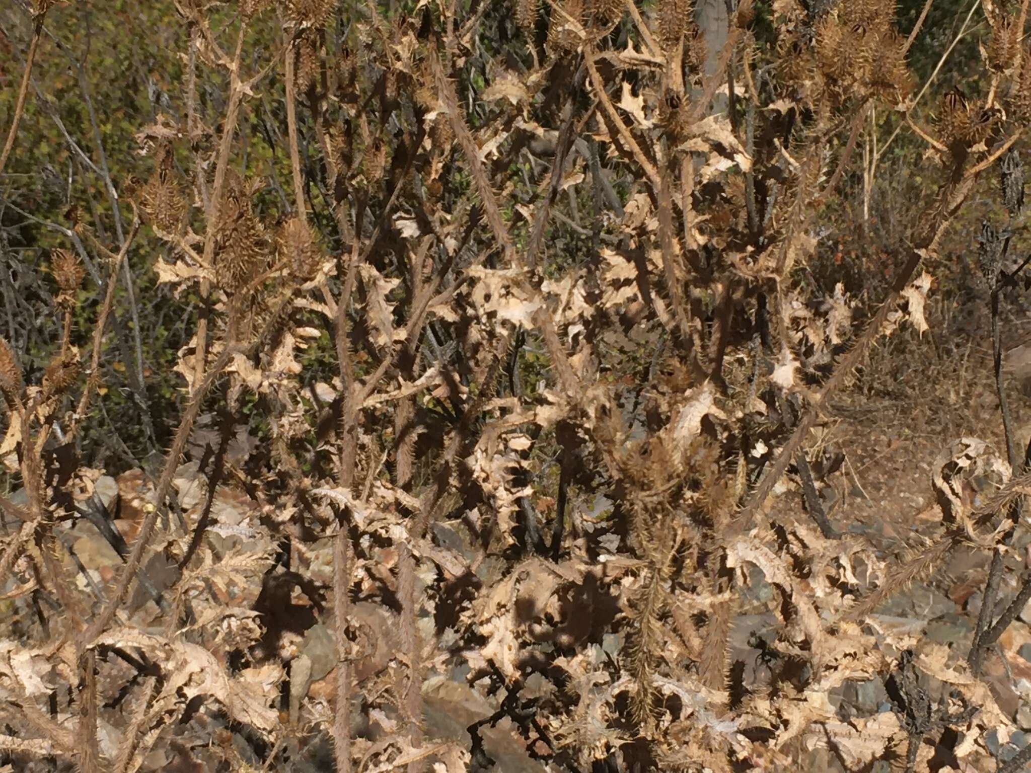 Image of southwestern pricklypoppy