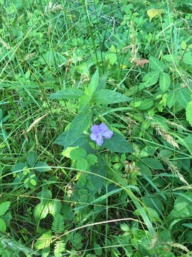 Imagem de Ruellia caroliniensis (J. F. Gmel.) Steud.