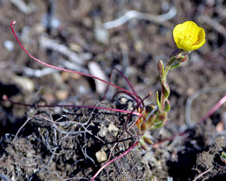 Image of whiplash saxifrage