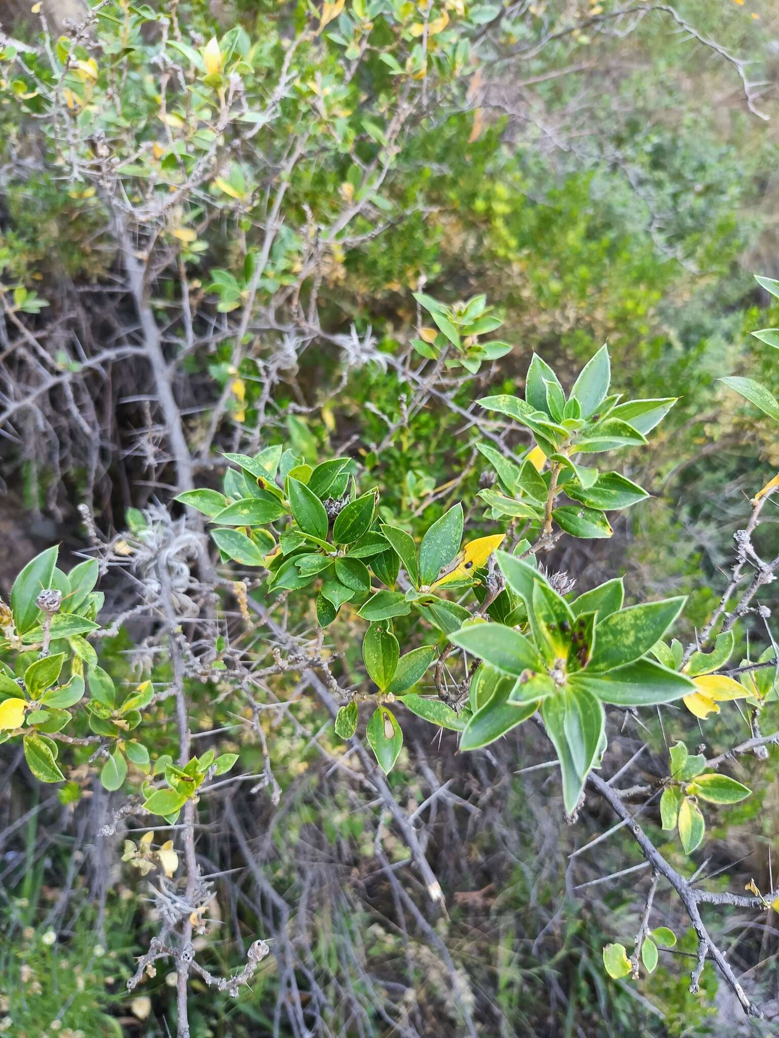 Image of Dasyphyllum ferox (Wedd.) Cabrera